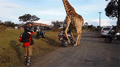 giraffe.gif.851a2d88a37b37f37b27969f50d313e4.gif